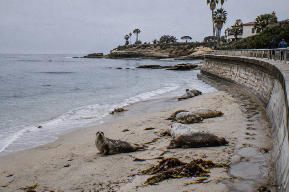 Harbor seals resting on a sandy beach below a curved seawall