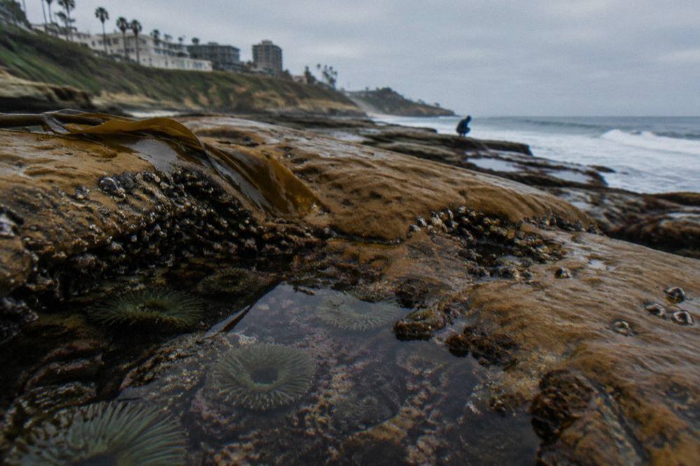 Sea anemones and barnacles on a wet rock shelf in a La Jolla tide pool