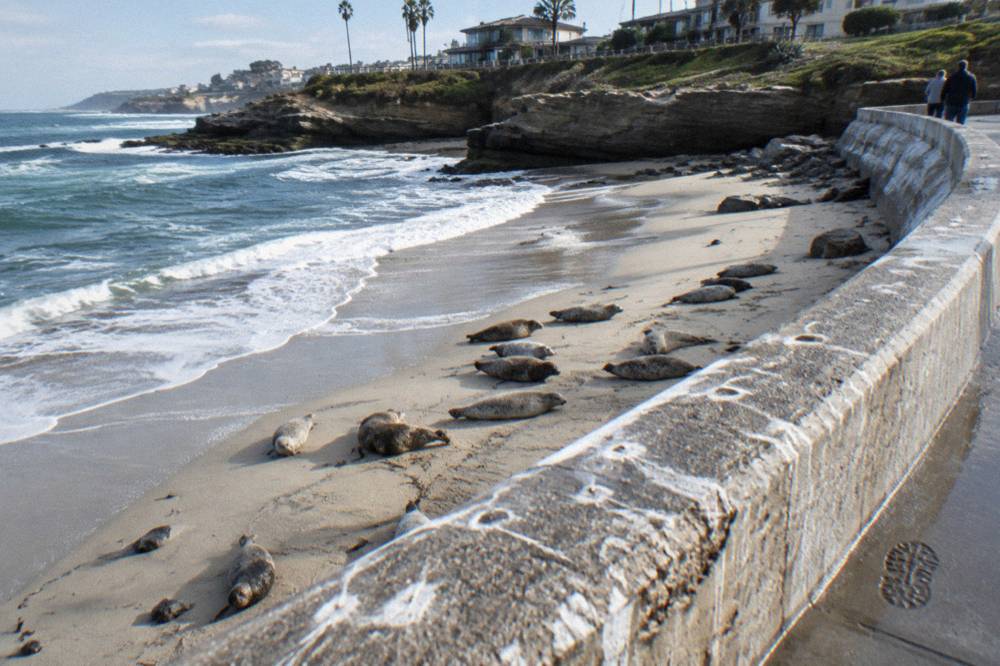 Harbor seals resting on a sandy beach beside a curved seawall