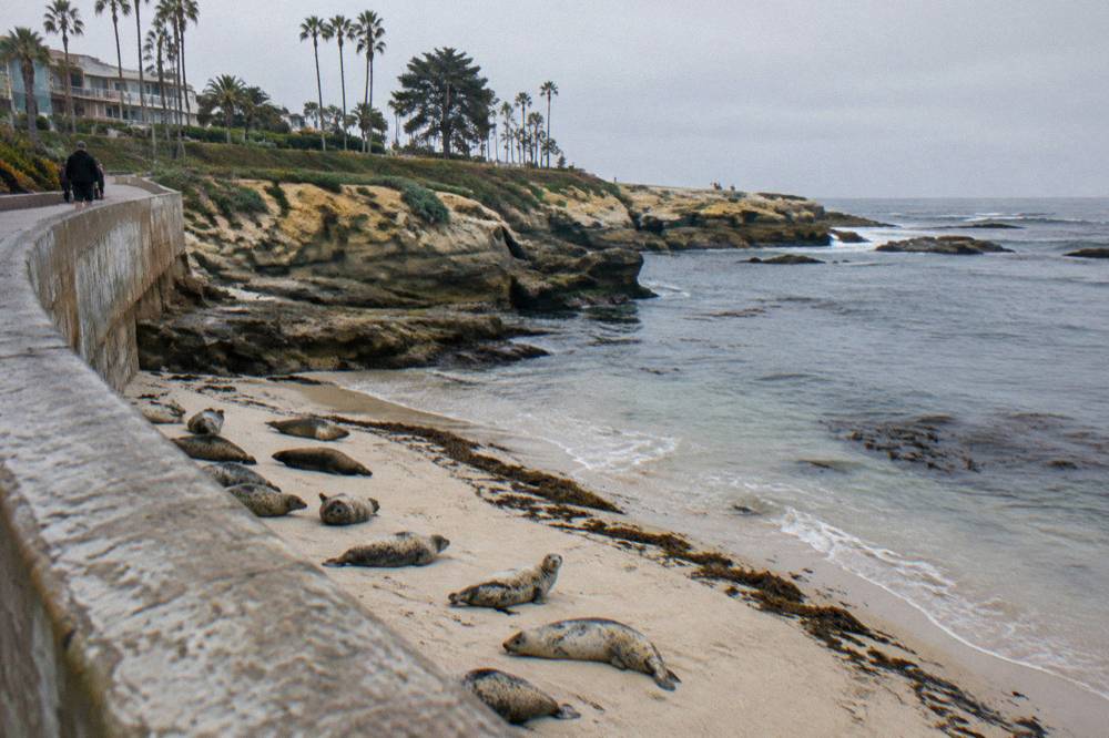 Harbor seals resting on a sheltered sand beach below a curved seawall