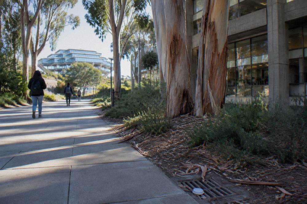 A university walkway lined with eucalyptus trees and modern buildings