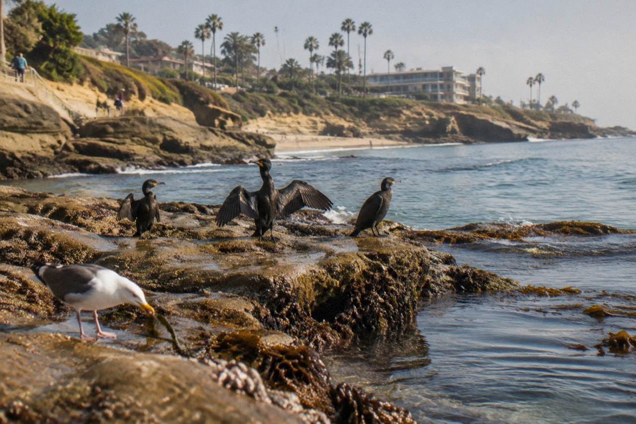 Rocky coastline and calm cove water in La Jolla with seabirds on the rocks