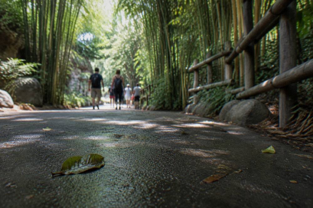 A lush walkway with tall bamboo and shade trees inside the San Diego Zoo