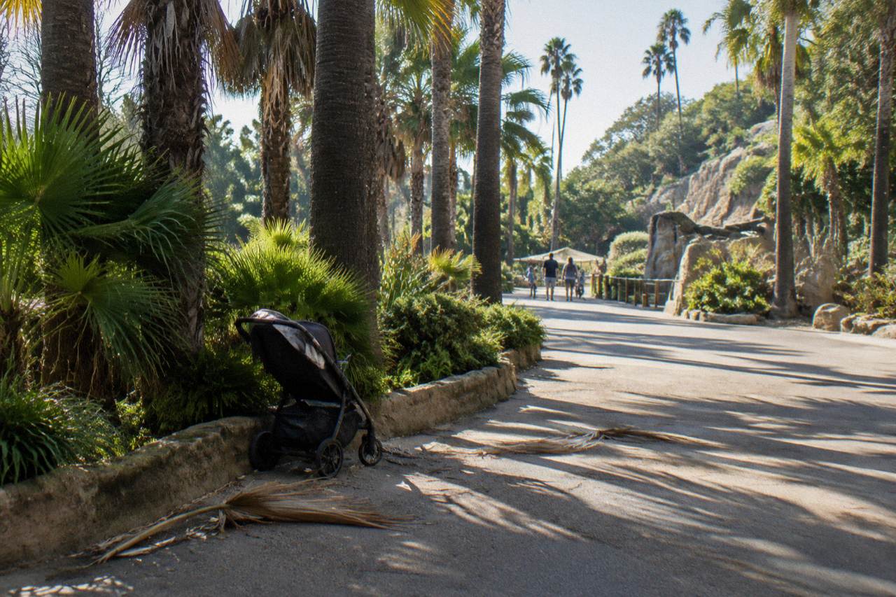 Palm trees and a wide pedestrian path inside the San Diego Zoo
