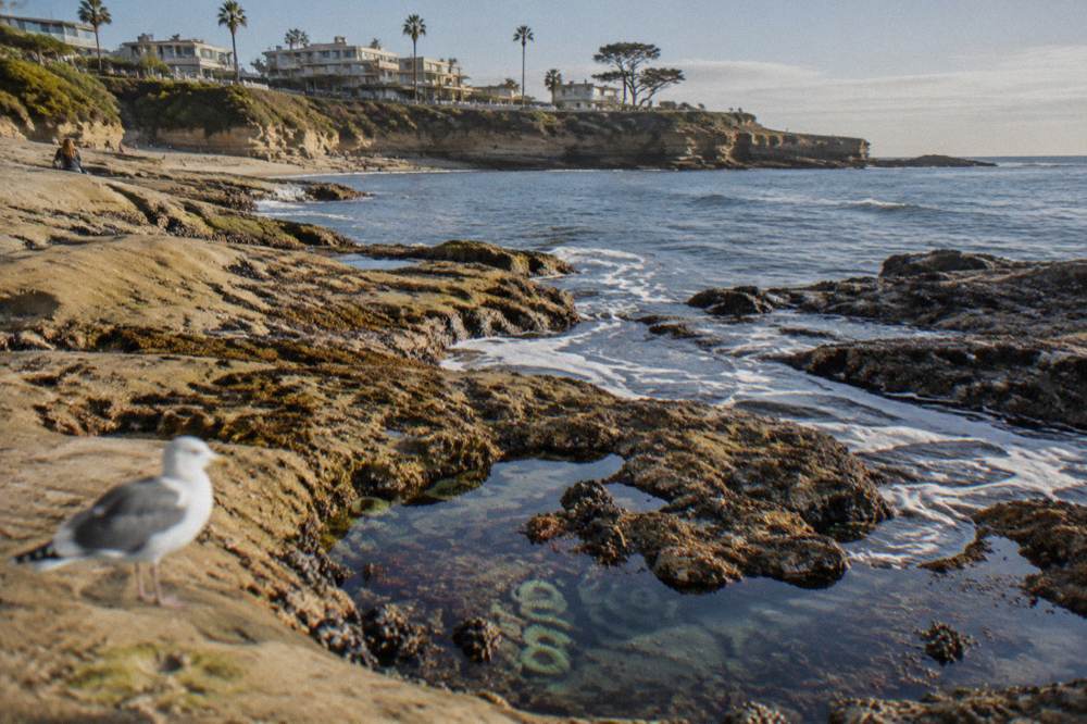 A rocky La Jolla shoreline with tide pools at low tide