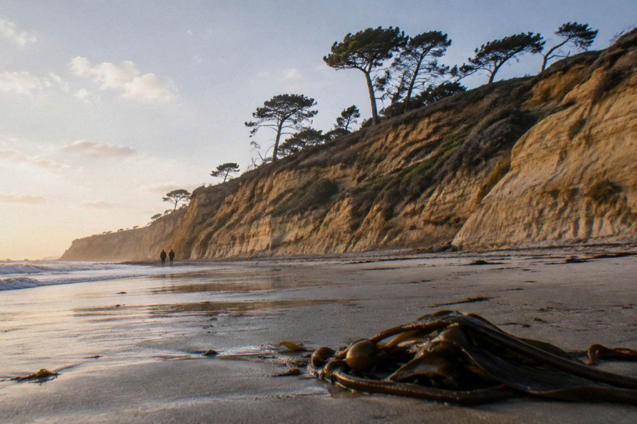 Torrey Pine trees on golden sandstone cliffs above the Pacific Ocean