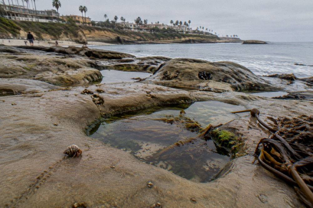 Rocky tide pools with kelp and calm green water along a shore