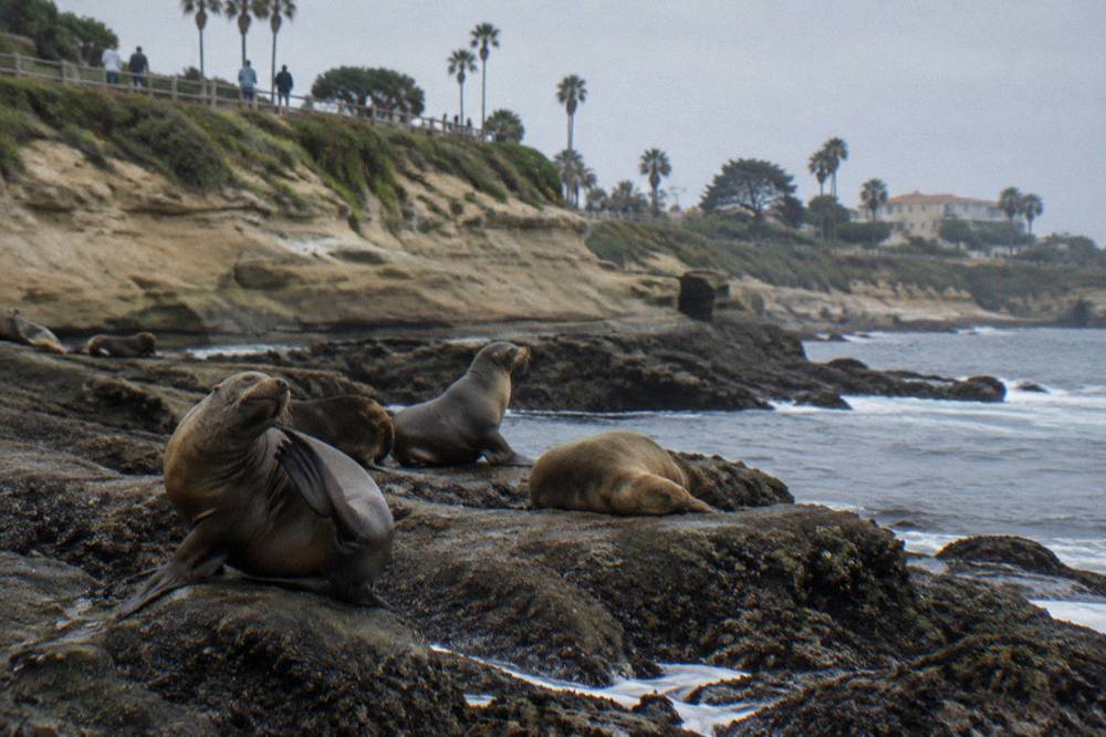 Sea lions resting on dark rocks at the water's edge