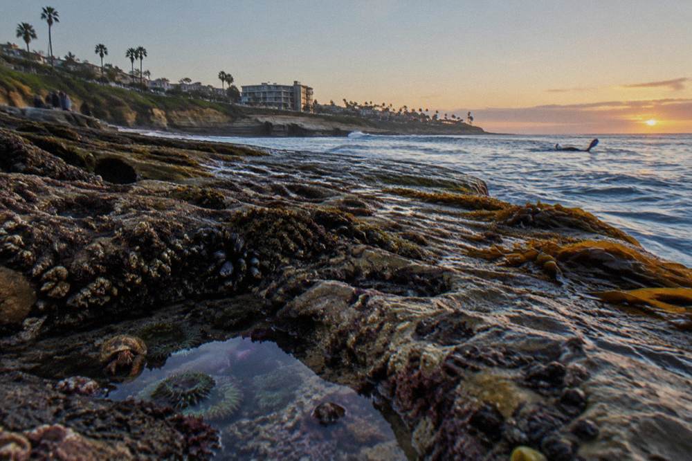 A rocky intertidal shelf with shallow pools at low tide