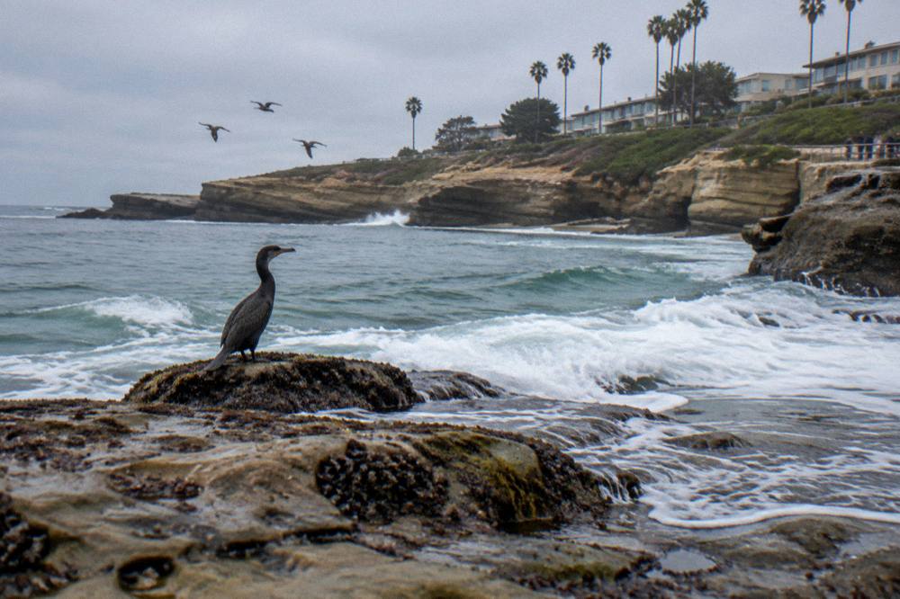 Rocky coastline and water at La Jolla Cove