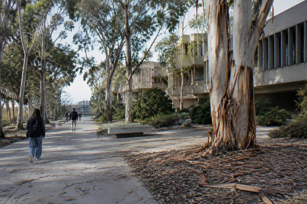 Eucalyptus groves and modern buildings on the UC San Diego campus in La Jolla